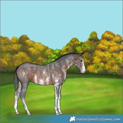 Horse Color:Brown Sabino 