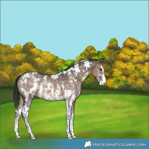 Horse Color:White Spotted Brown Dun Sabino 