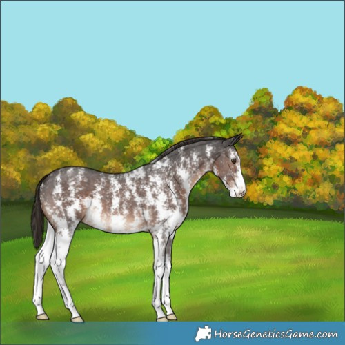 Horse Color:Liver Chestnut Sabino 