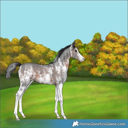 Horse Color:Brown Sabino 