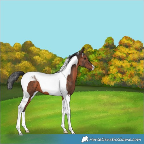 Horse Color:Brown Tobiano 
