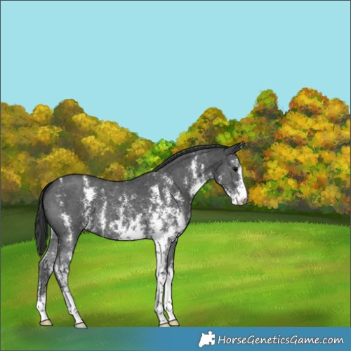 Horse Color:Black Sabino 