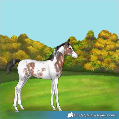 Horse Color:Brown Sabino Tobiano Appaloosa 