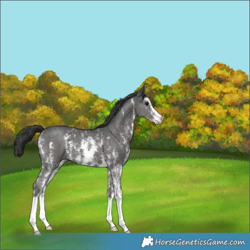 Horse Color:Black Sabino 