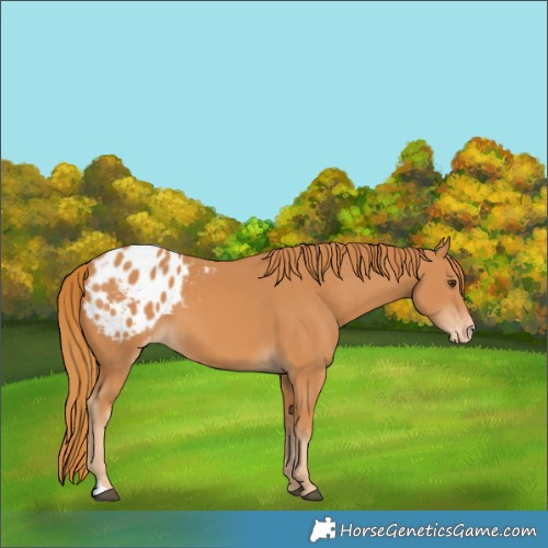 Horse Color:Chestnut Appaloosa