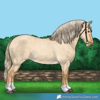 Horse Color:Palomino Roan Dun 