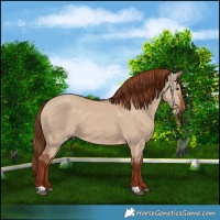 Horse Color:Red Dun 