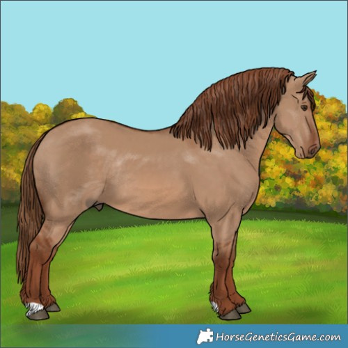 Horse Color:Red Dun Rabicano