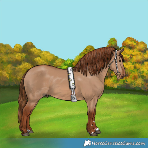 Horse Color:Red Dun Rabicano 