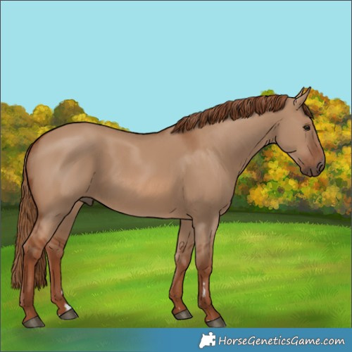 Horse Color:Red Dun Rabicano
