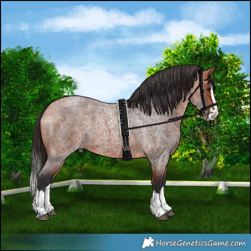 Horse Color:Bay Roan Splash