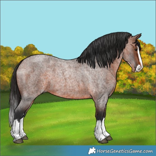 Horse Color:Brown Roan Splash 