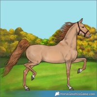 Horse Color:Red Dun 