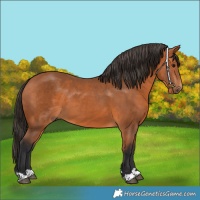 Horse Color:Bay 