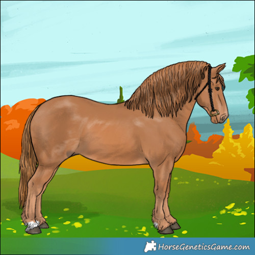 Horse Color:Chestnut 