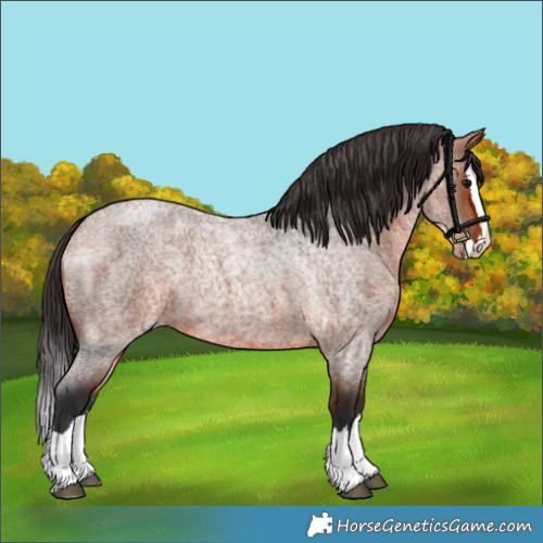Horse Color:Bay Roan Splash