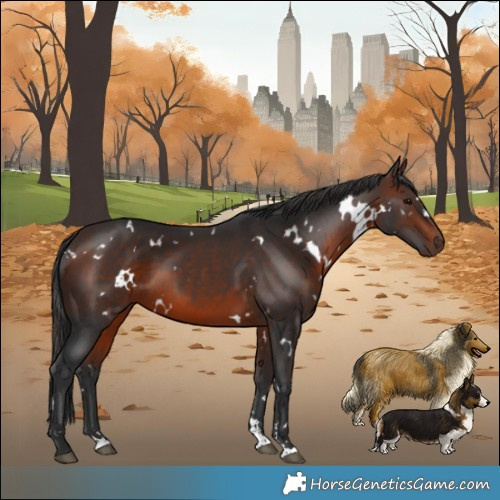 Horse Color:White Spotted Brown 