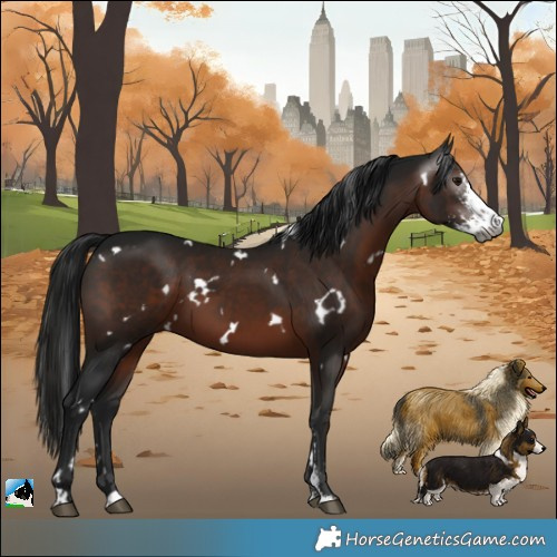 Horse Color:Gray White Spotted Brown Sabino 