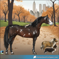 Horse Color:Gray White Spotted Brown Sabino 