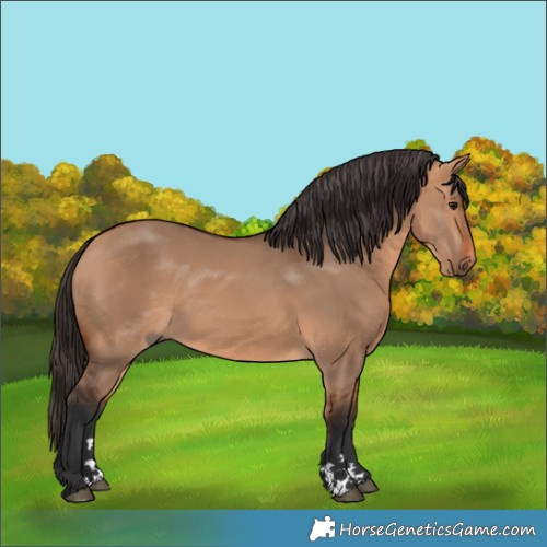 Horse Color:Bay Dun