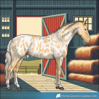 Horse Color:Palomino Appaloosa  and Palomino Appaloosa 