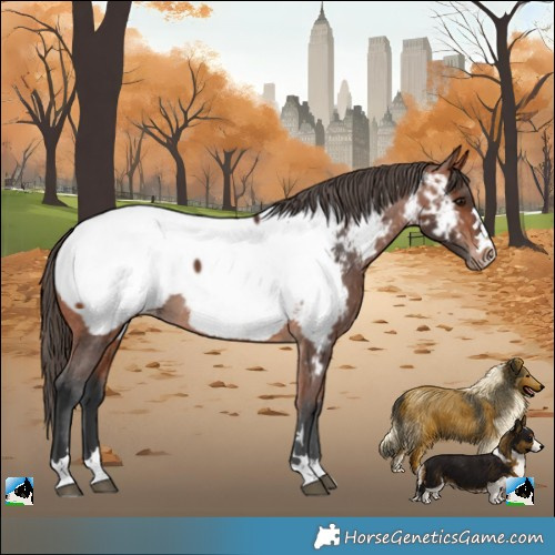 Horse Color:Bay Near Fewspot 