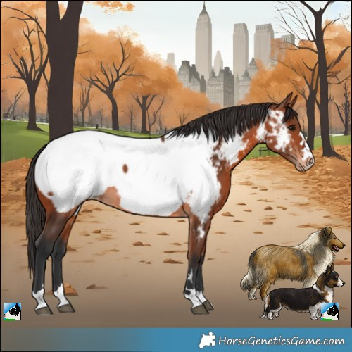 Horse Color:Bay Appaloosa