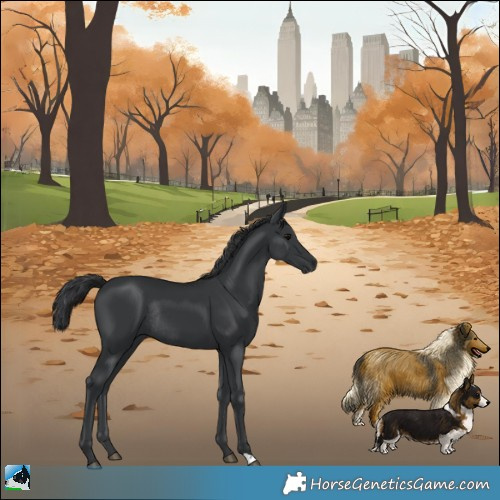 Horse Color:Black Rabicano