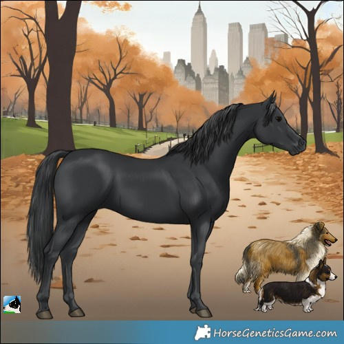 Horse Color:Black Rabicano 
