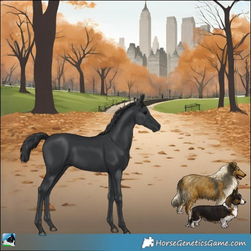 Horse Color:Black Rabicano