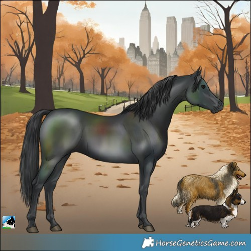 Horse Color:Black Rabicano 