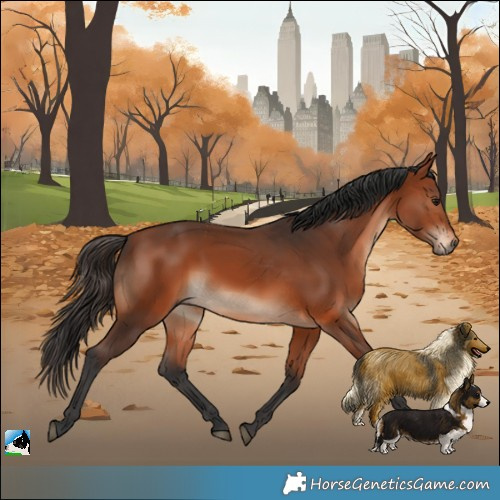 Horse Color:Bay Rabicano