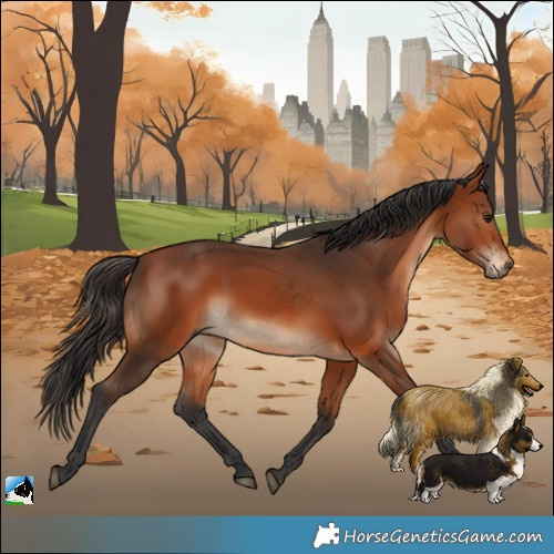 Horse Color:Bay Rabicano 