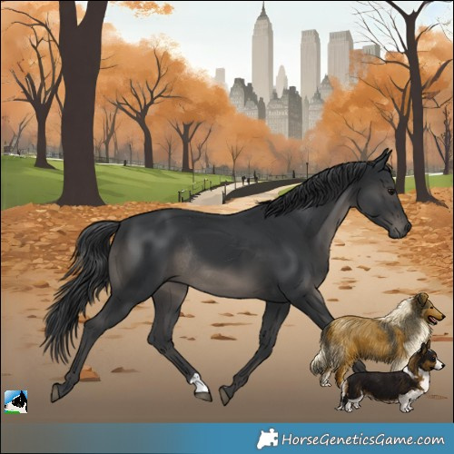 Horse Color:Black Rabicano 