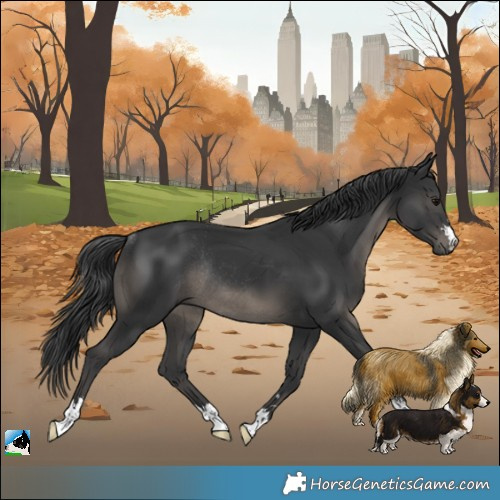 Horse Color:Black Rabicano 