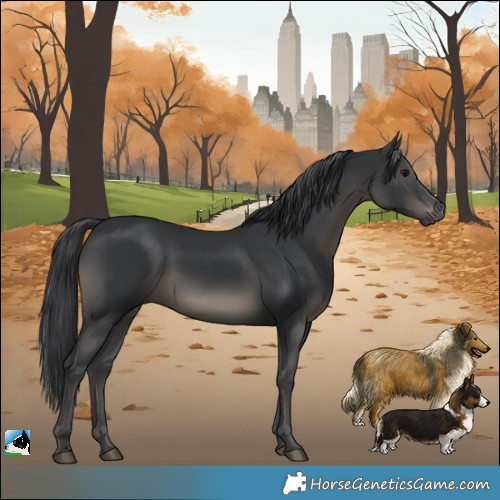 Horse Color:Black Rabicano 