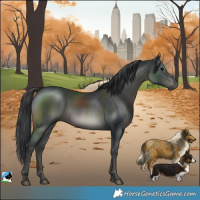 Horse Color:Black Rabicano 