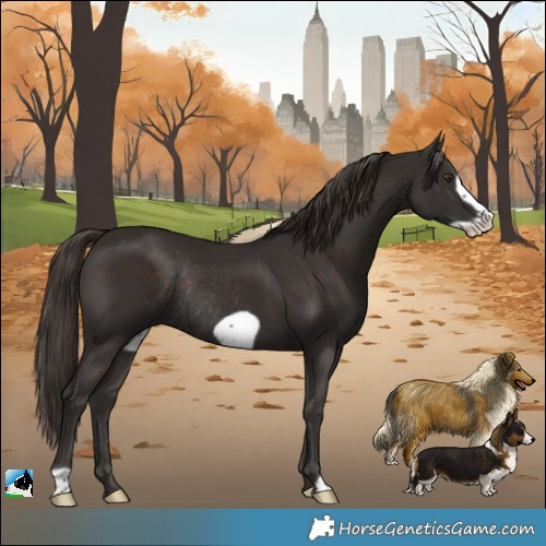 Horse Color:Liver Chestnut Frame Rabicano 