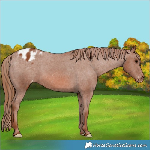 Horse Color:Chestnut Varnish 