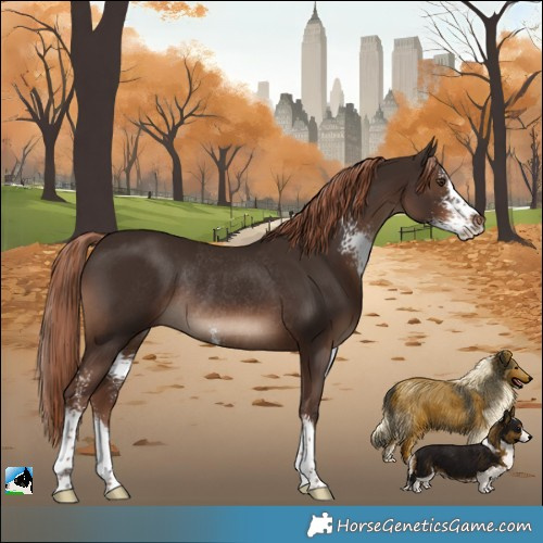 Horse Color:Liver Chestnut Sabino Rabicano 