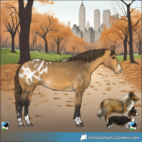 Horse Color:Buckskin Appaloosa