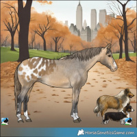 Horse Color:Buckskin Blanket 