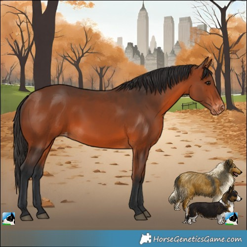 Horse Color:Bay Appaloosa