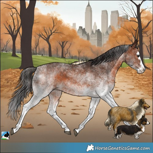 Horse Color:White Spotted Brown Splash 
