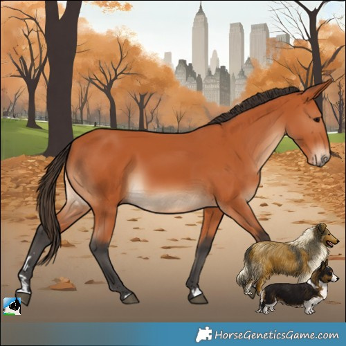 Horse Color:Bay Rabicano 