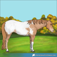 Horse Color:Chestnut Tobiano Snowcap 