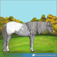 Horse Color:Black Tobiano Snowcap 