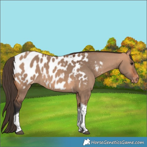 Horse Color:Bay Dun Tobiano Appaloosa 