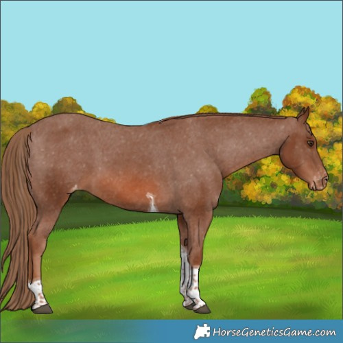 Horse Color:Chestnut Tobiano Appaloosa 