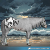 Horse Color:Brown Blanket 